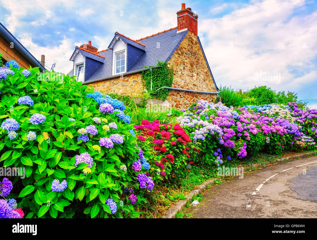 Bunte Hortensien Blumen in einem kleinen Dorf, Bretagne, Frankreich Stockfoto