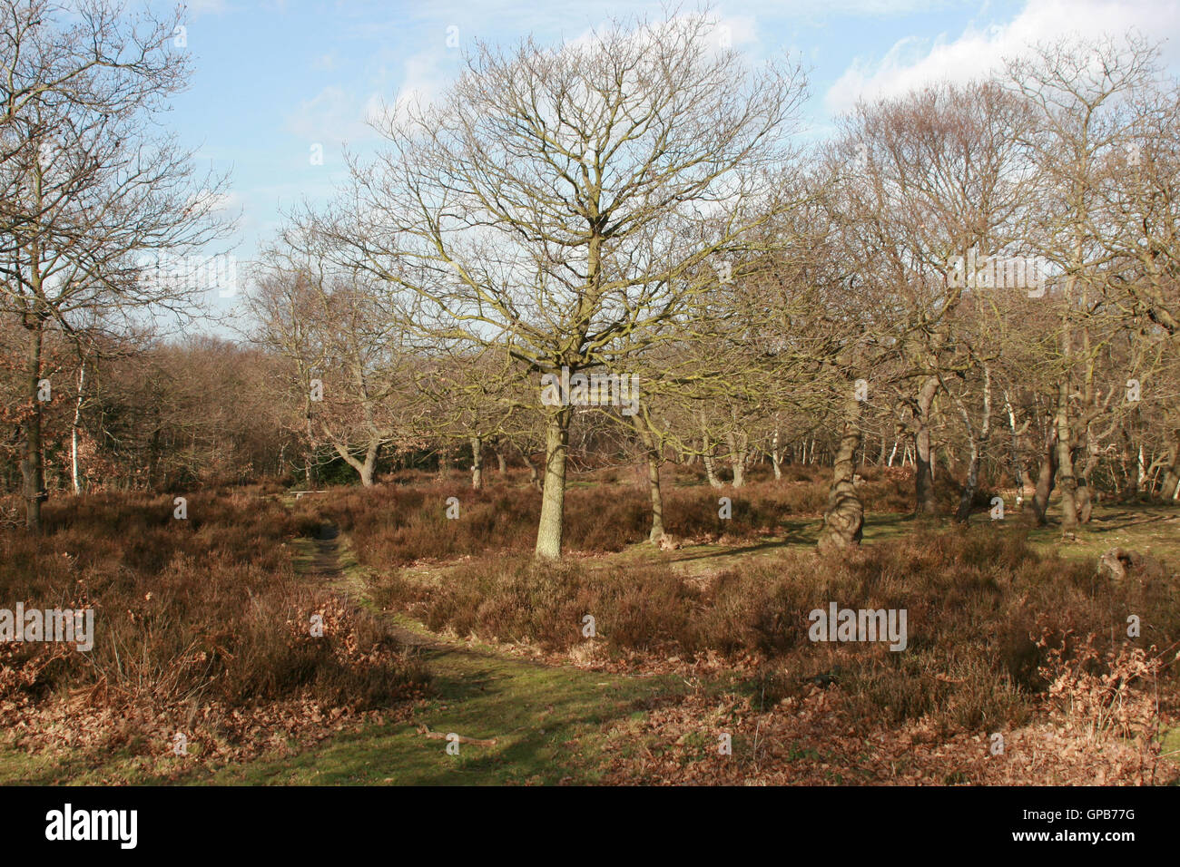 Woodland in Bexley im zeitigen Frühjahr Stockfoto