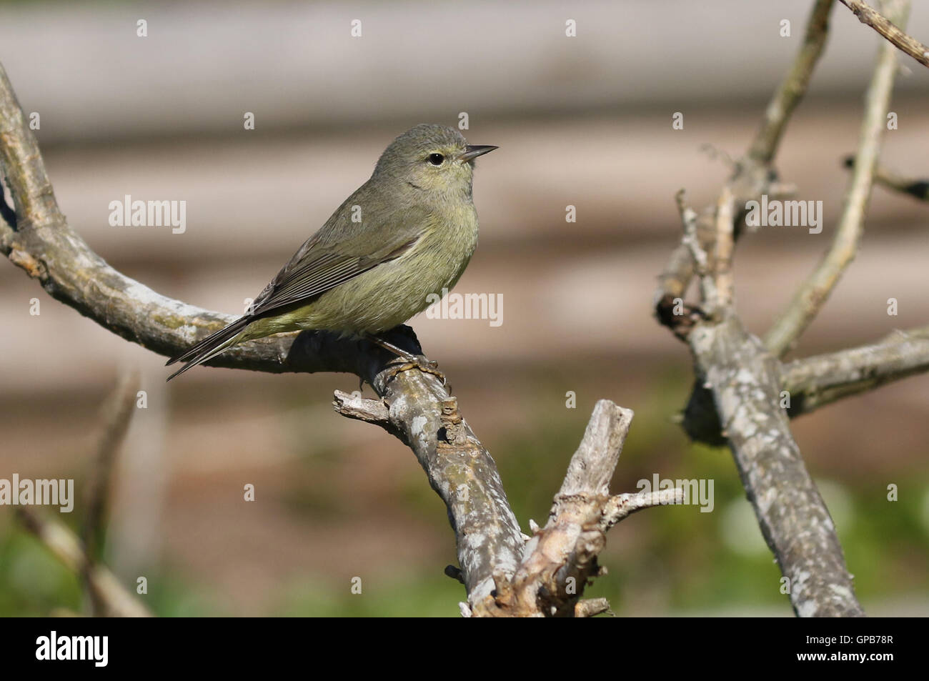 Orange gekrönt Warbler im Baum Stockfoto