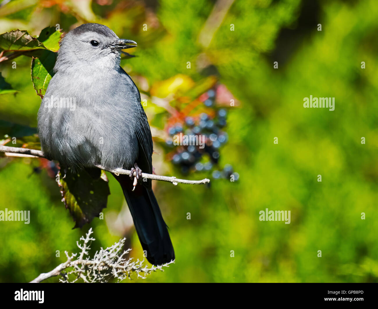 Graues Catbird Stockfoto
