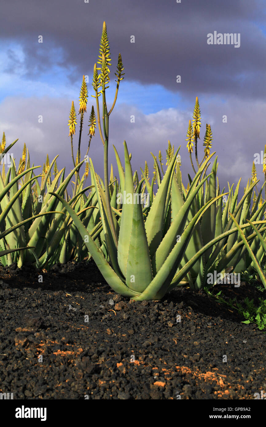 Aloe Vera Plantage in Fuerteventura, Kanarische Inseln, La Oliva, Spanien Stockfoto