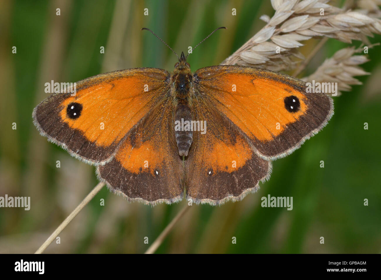 Weibliche Gatekeeper Schmetterlinge, Pyronia Tithonus, auch bekannt als die Hecke braun. Häufig im Sommer, Stockfoto