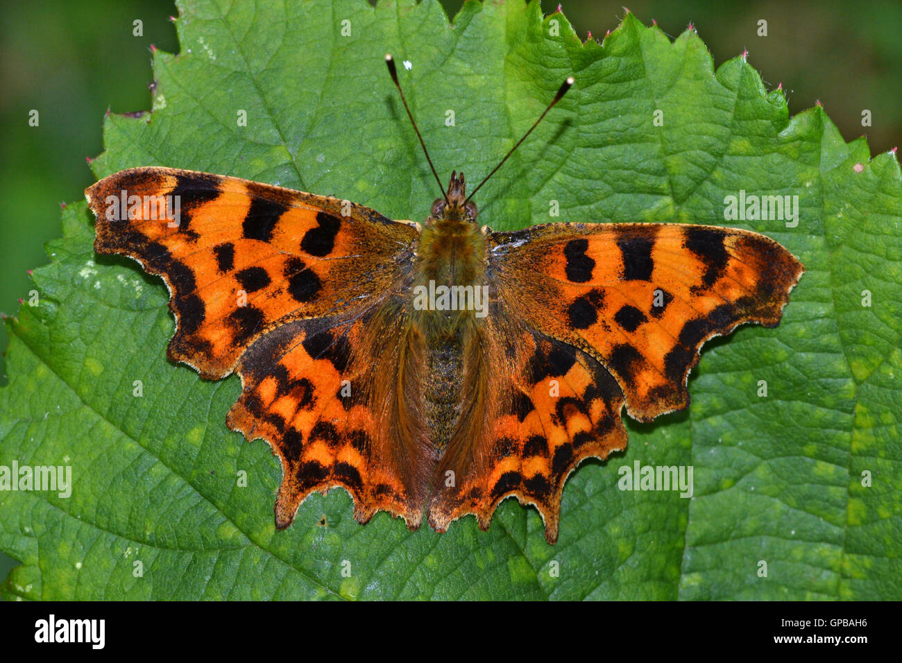 Komma Schmetterling, Polygonia c-Album, in einer Cheshire Holz, Großbritannien. Stockfoto