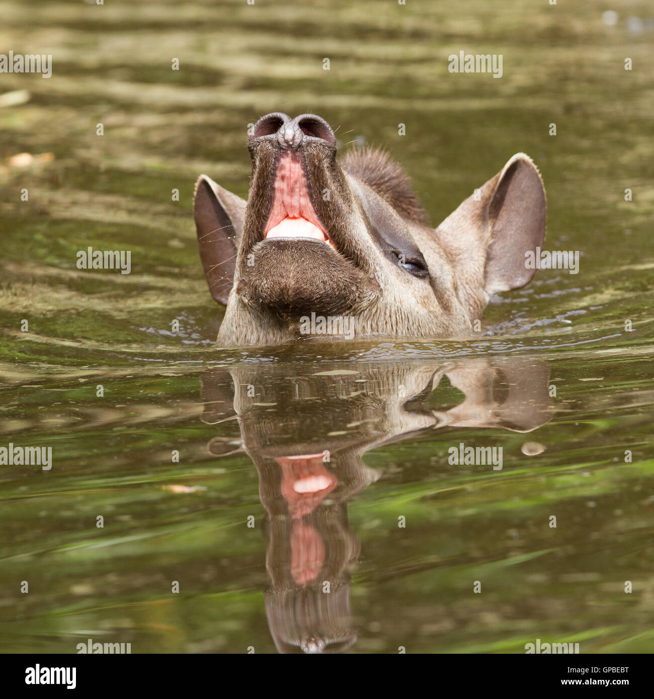 Profilbildnis des südamerikanischen Tapir im Wasser Stockfoto