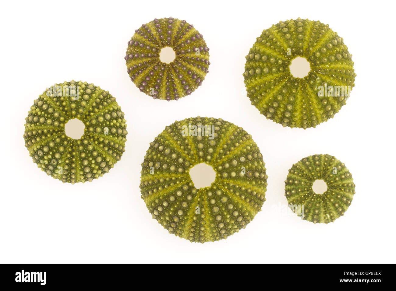 Isolierte grüne Seeigel Stockfoto