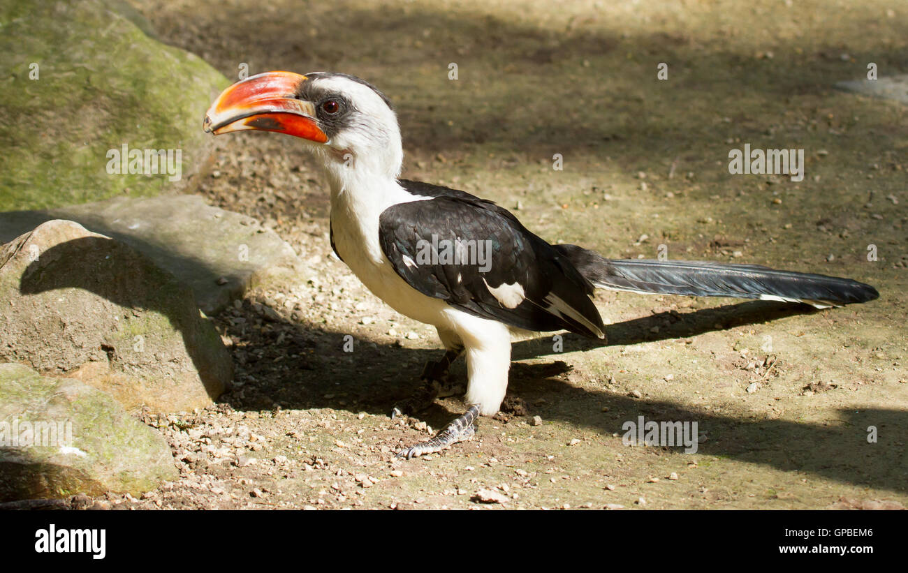 Männlichen Von der Decken-Toko Stockfoto