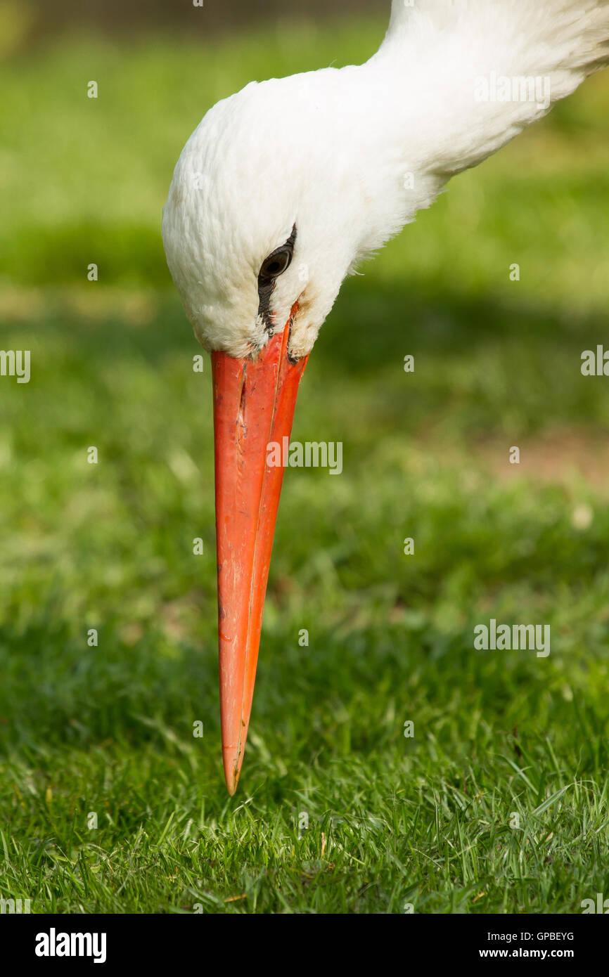 Ein Storch Stockfoto