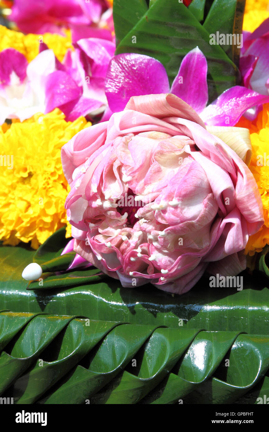 Lotus auf Banane Blatt Handmate für Loy Kratong Festival, Thailand Stockfoto