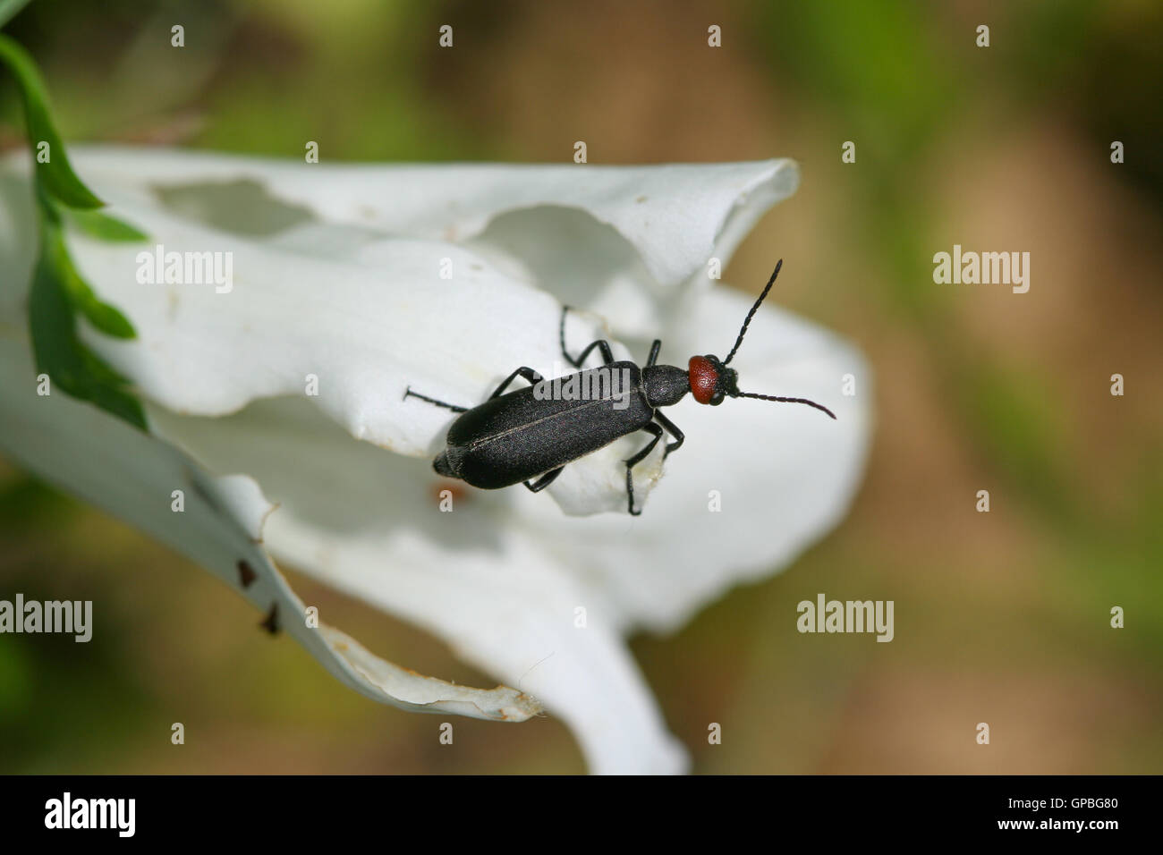 Ein Blister Käfer (Meloidae) ruht auf einer Trichterwinde Blume (Convolvulaceae), Indiana, Vereinigte Staaten Stockfoto