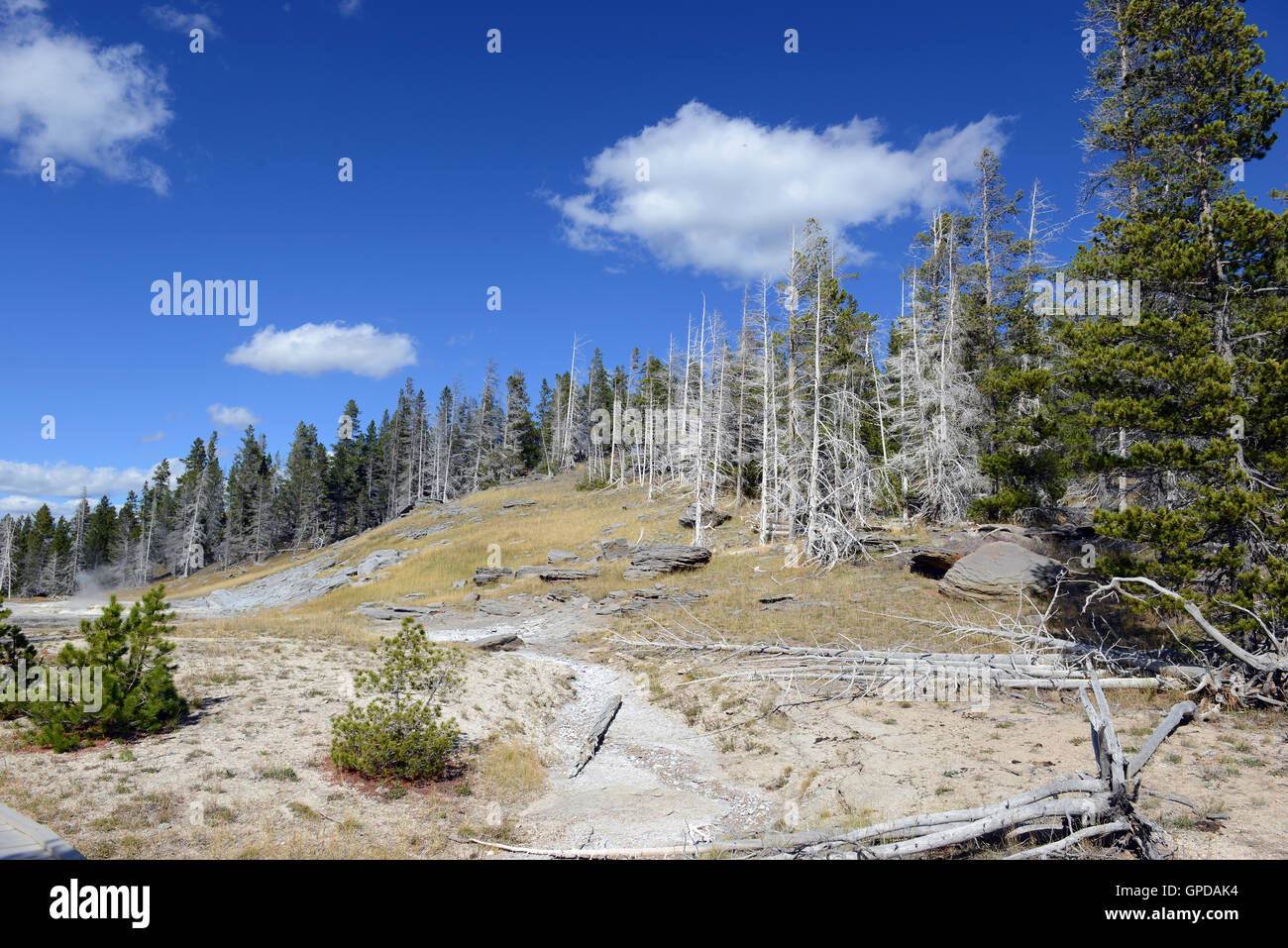 Geothermische Aktivität im Yellowstone-Nationalpark, Wyoming, USA Stockfoto