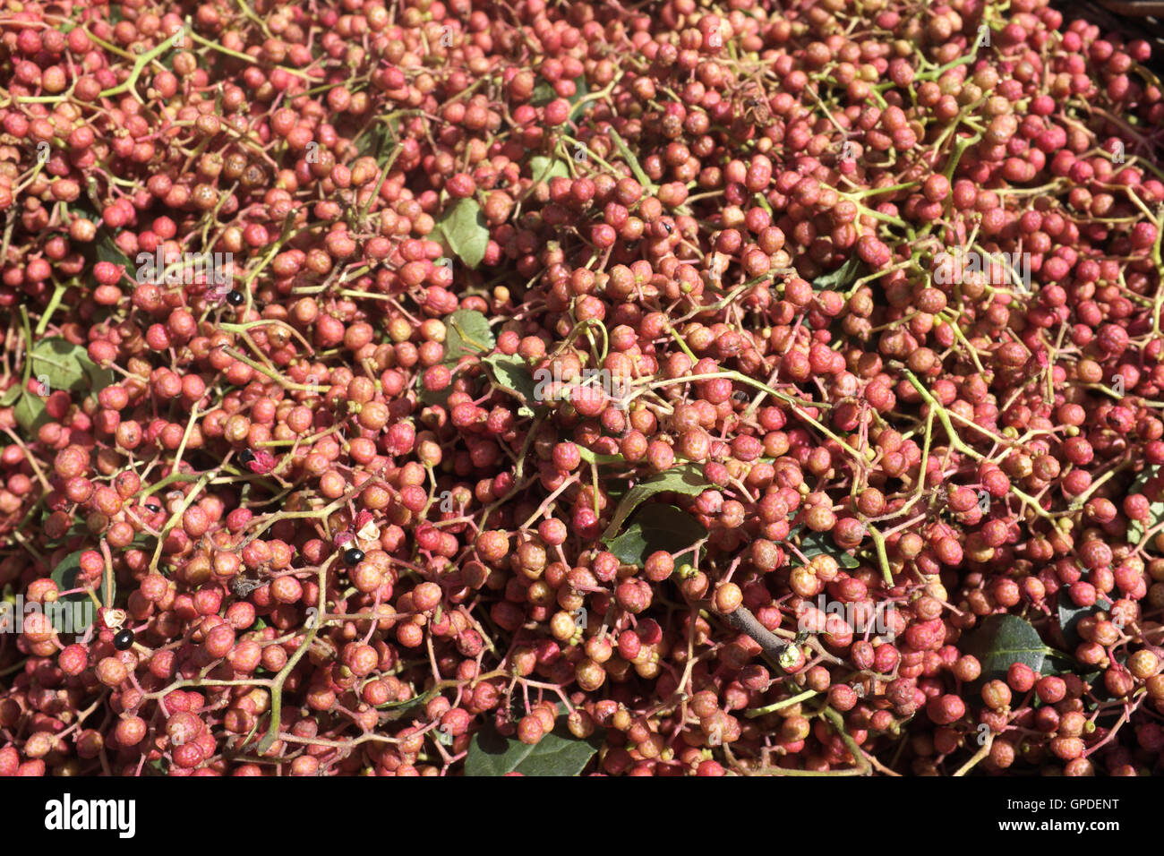 Chinesischen Sichuan Pfeffer. Stockfoto