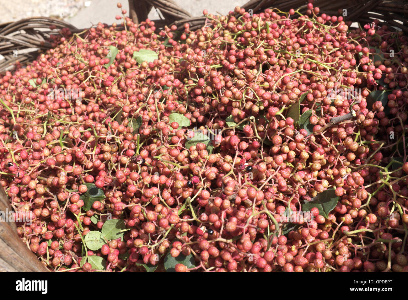 Chinesischen Sichuan Pfeffer. Stockfoto