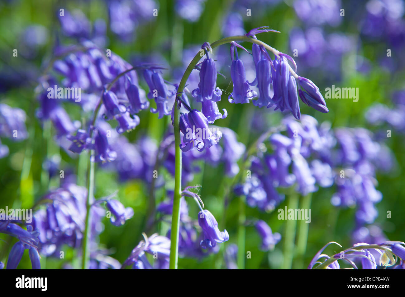 Nahaufnahme von einem nativen UK Bluebell. Stockfoto