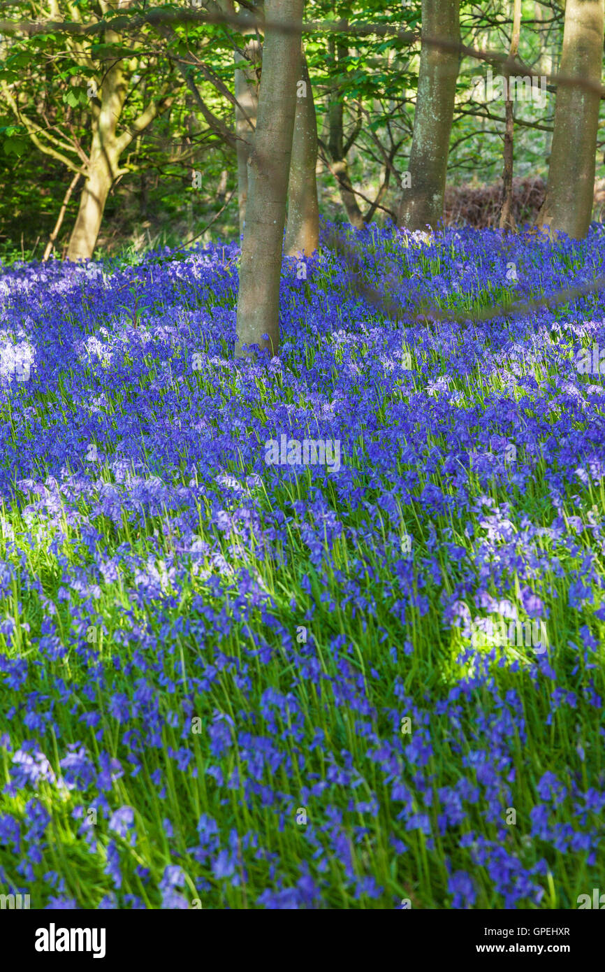 Ein Teppich aus Glockenblumen in einem Waldgebiet, clearing, Fife Schottland. Stockfoto