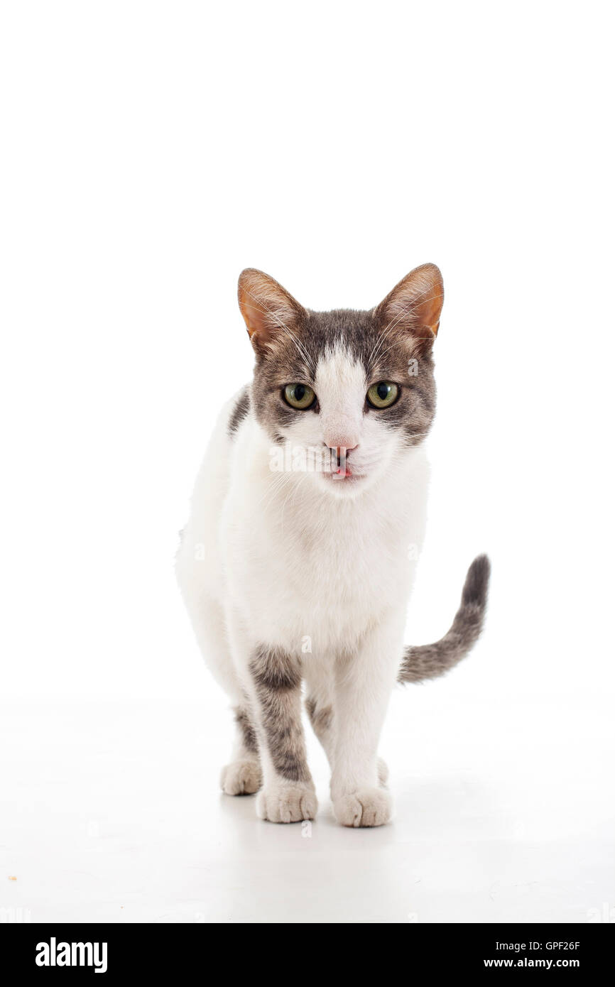 Niedliche ausgebildete Cat in den weißen Hintergrund essen wollen. Er in des Foto-Studios Garten und Liebe geboren, im Reflektor Glanz Stockfoto