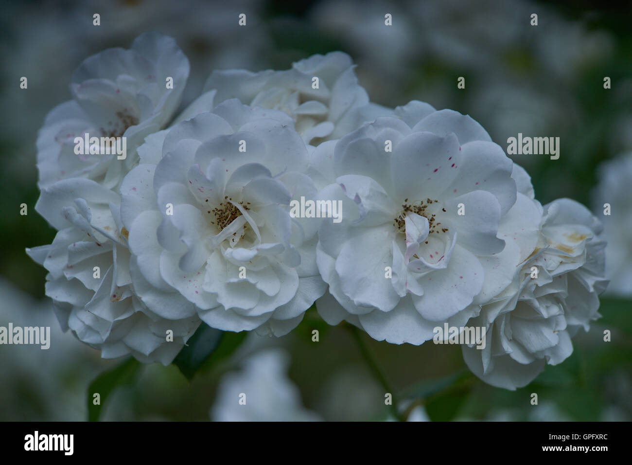 Cluster von blühenden weißen Rosen hautnah Stockfoto