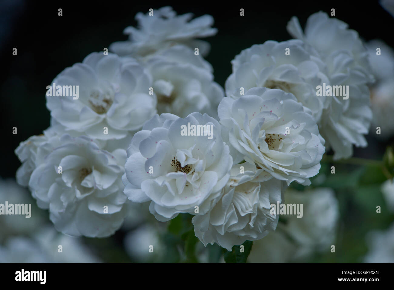 Cluster von blühenden weißen Rosen hautnah Stockfoto