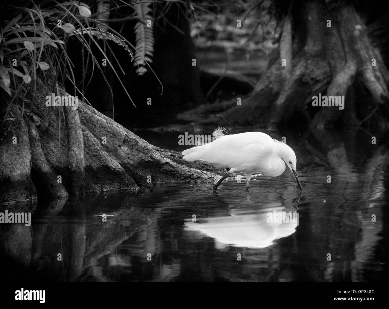 Snowy Egret sucht nach Beute unter den Zypressen in den seichten Gewässern der Big Cypress Swamp. Stockfoto
