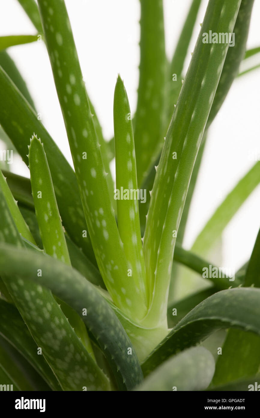 Grüne frische Aloe Vera Blätter einer wachsenden Aloe Vera Pflanze isoliert auf weißem Hintergrund. Stockfoto