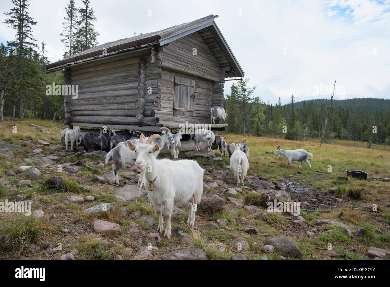 Ziegen weiden auf einem Berg auf dem Bauernhof Vardsätern in Dalarna, Schweden Stockfoto