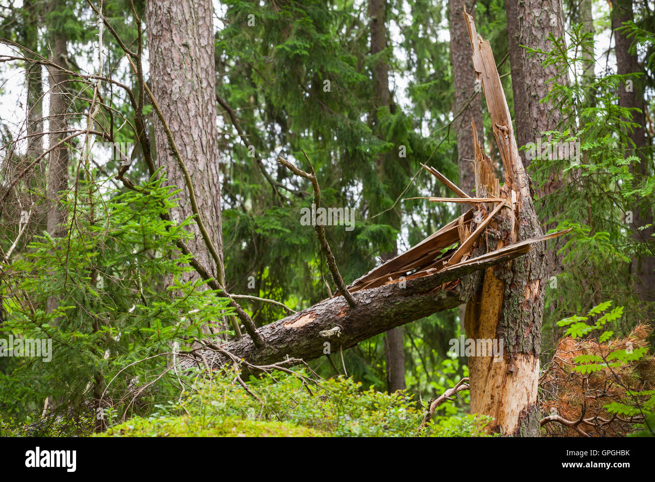 Gebrochene Fichte im Wald Stockfoto