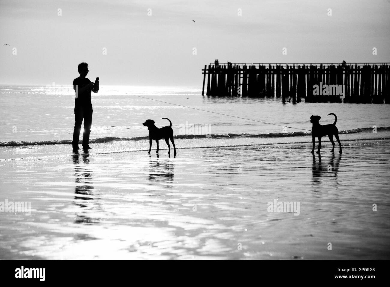 Mann und zwei Hunde am Strand von West Kapelle in Grafik schwarz / weiß  Stockfotografie - Alamy