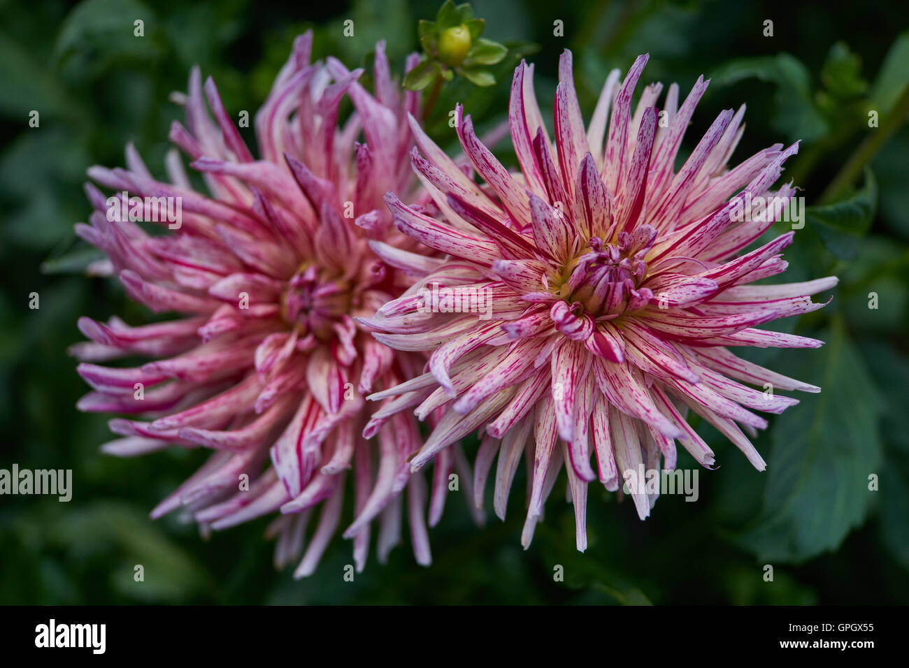 Zwei rosa Dahlien mit roten Streifen hautnah Stockfoto