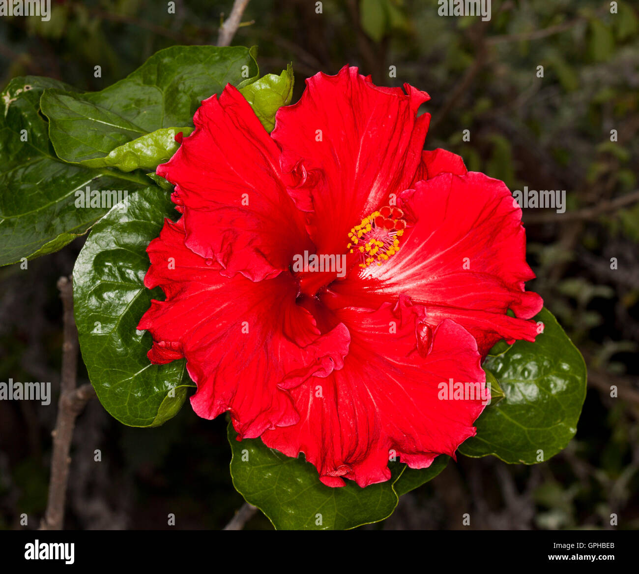 Spektakuläre lebhafte rote Blume mit Rüschen Blüten des Hibiscus Rosa Sinensis Sorte auf Hintergrund der dunkelgrünen glänzenden Blättern Stockfoto