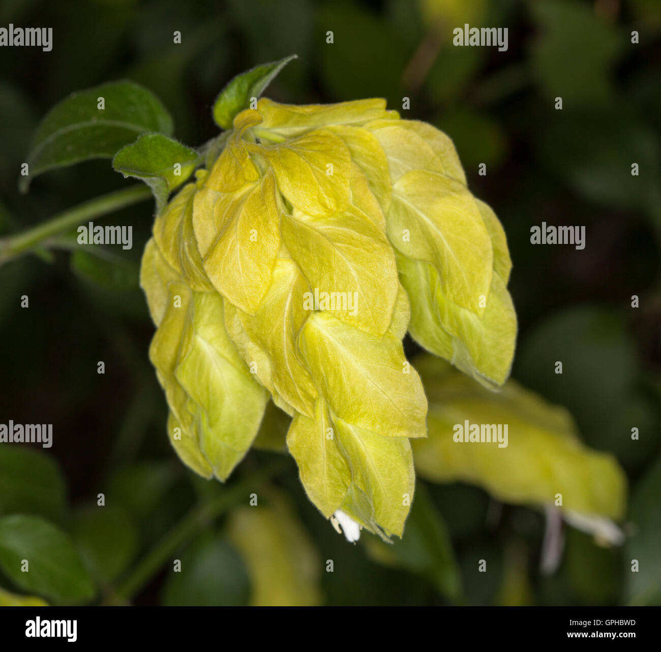 Lebhafte gelbe Hochblätter / Blumen von Justicia Brandegeeana Lutea / Beloperone Guttata, Garnelen Pflanze auf Hintergrund der dunkelgrüne Blätter Stockfoto