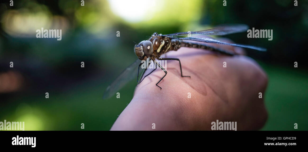 Ich fand diese Libelle auf dem Boden, mit Füßen getreten zu bekommen, in einem dunklen Bereich in der Nähe ein Holzschuppen. Ich nahm sie auf und sah, hatte sie los Stockfoto