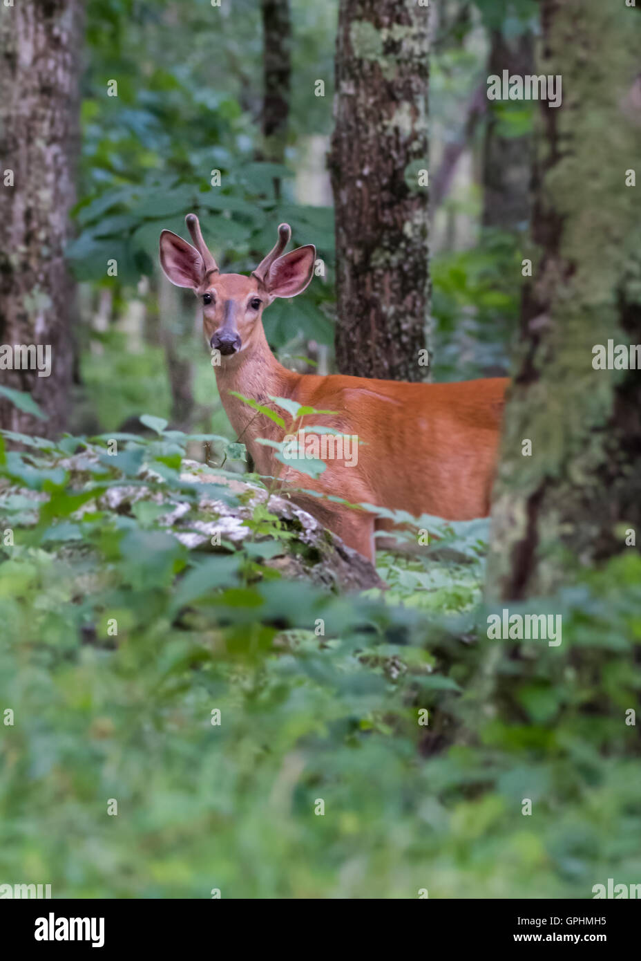 Young Buck In the Woods Strammstehen Stockfoto