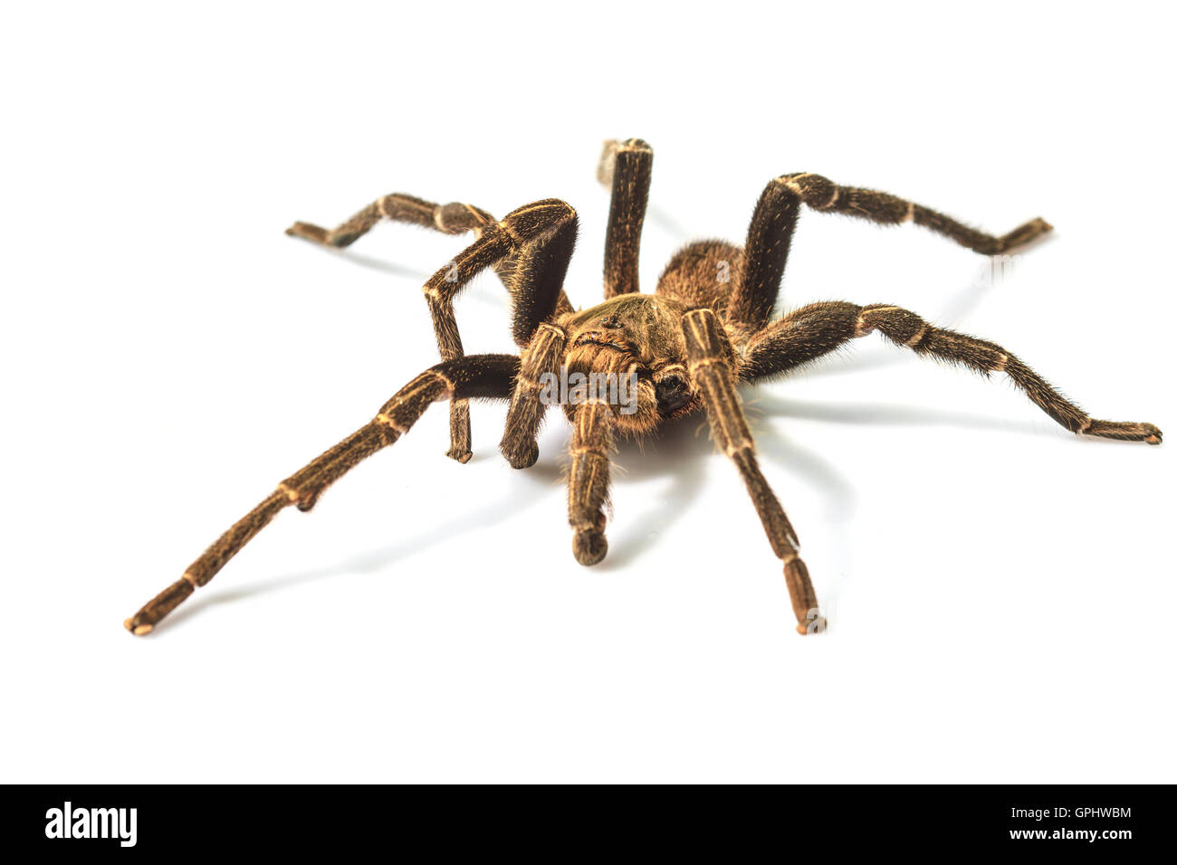 Nahaufnahme Tarantula isoliert auf weißem Hintergrund Stockfoto