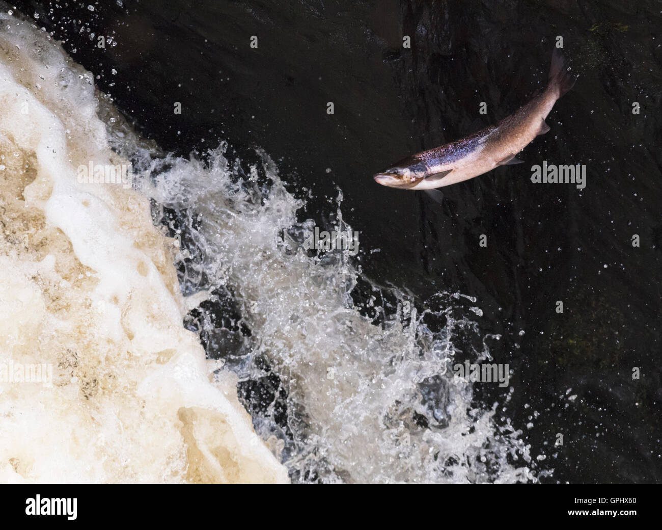 Eine entschlossene Atlantischen Lachs (Salmo salar) treibt es der Weg nach oben Rogie fällt in Schottland Stockfoto