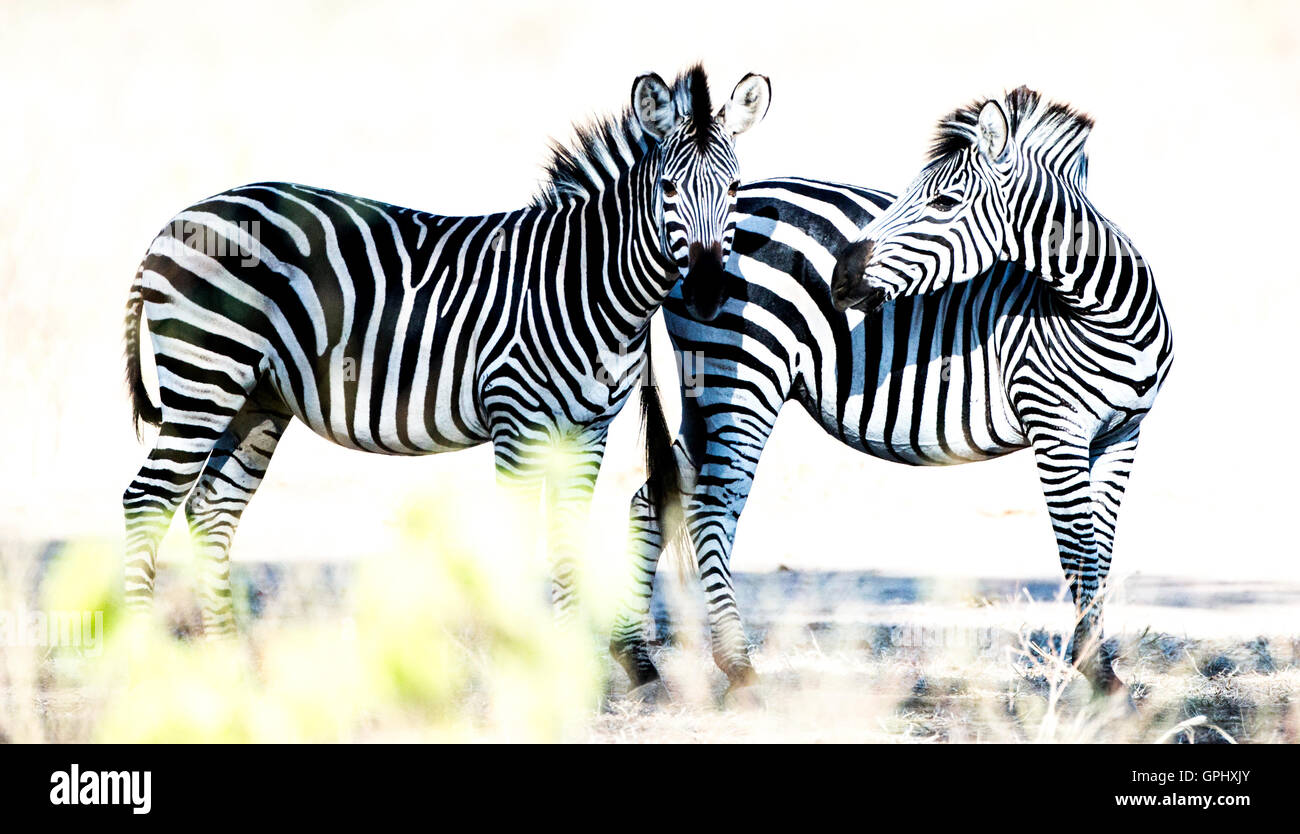 Zwei Zebra stehend in der Mittagssonne, fotografiert in Mana Pools Nationalpark, Simbabwe Stockfoto