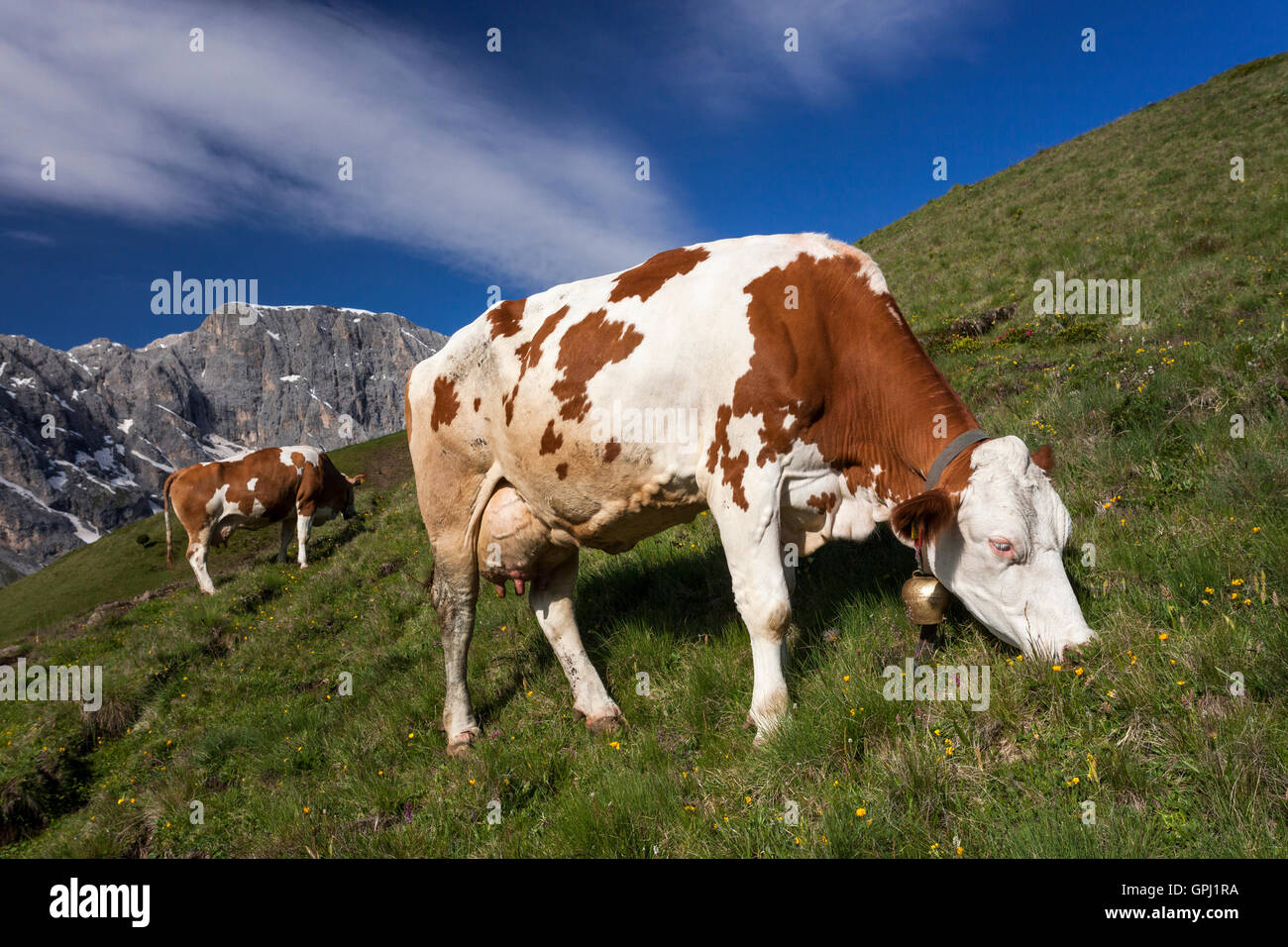 Alpine Kuh grasen in der Wiese auf den Pisten der Dolomiten in Südtirol, Italien Stockfoto