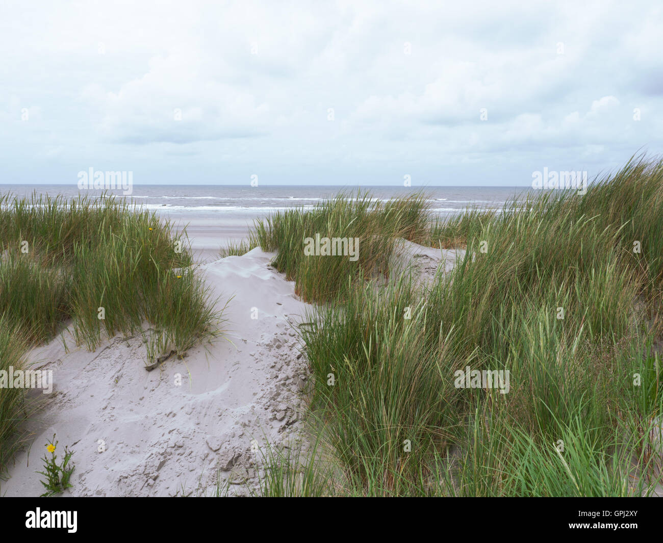 Grasbewachsene Dünen auf Ameland Stockfoto