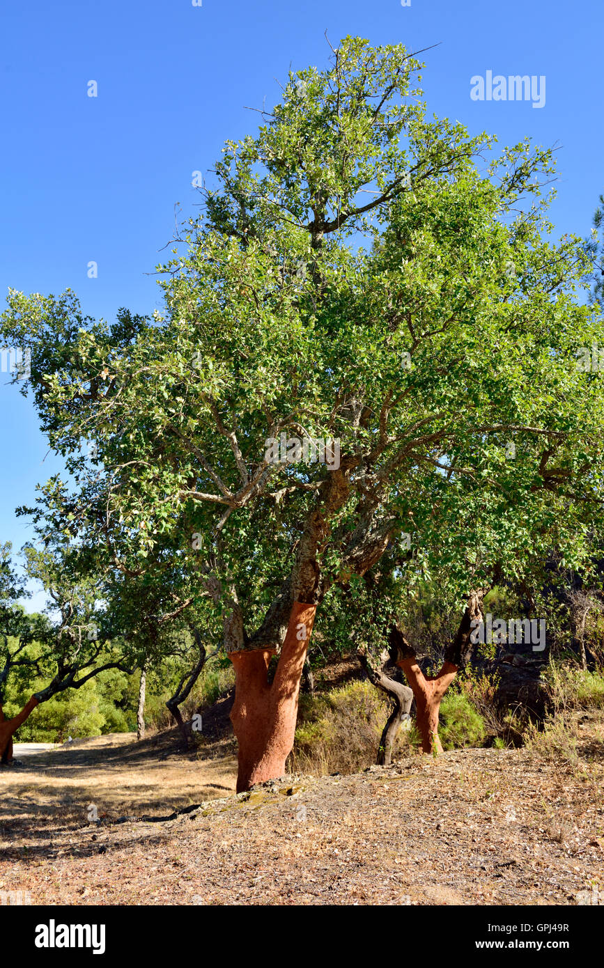 Kork-Eiche (Quercus Suber) wachsen Bäume wild in Algarve, Portugal. Der Kork Rinde neu geernteten Baum Stockfoto