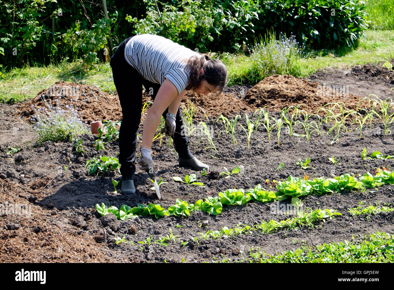 Frau Umpflanzen junger Blattsalat Pflanzen in Zuteilung Stockfoto