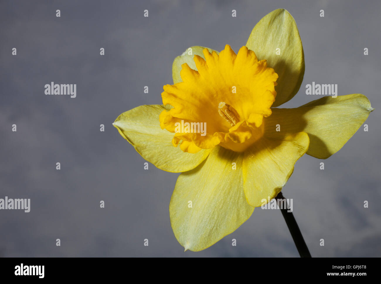 Gelbe Narzisse Blüte mit dem Himmel und Wolken hinter Stockfoto