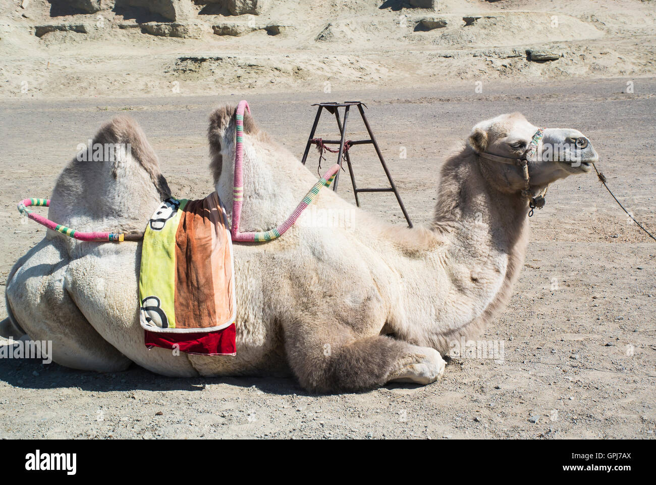 Kamel in Ruhestellung Stockfoto