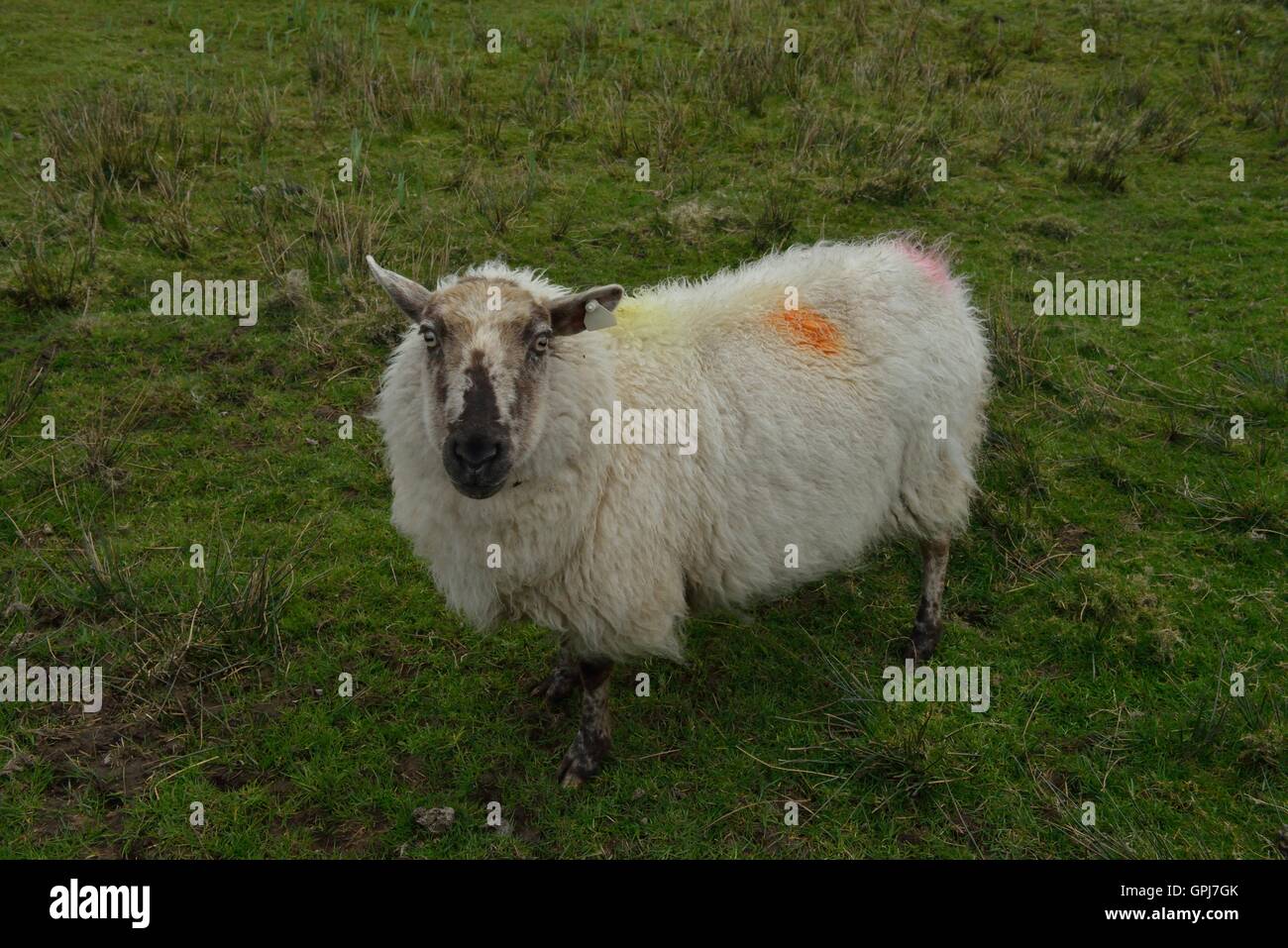Irische Schafe auf der Insel Inishboffin, Wie die meisten Wiederkäuer, Schafe sind Mitglieder der Ordnung Artiodactyla, der Selbst-toed Huftieren. Stockfoto