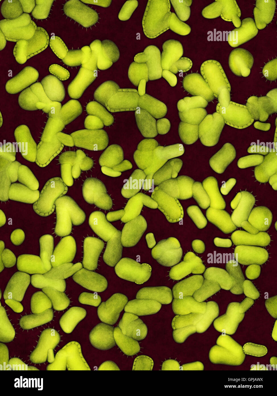 Kolonie von gefährlichen Bakterien Stockfoto