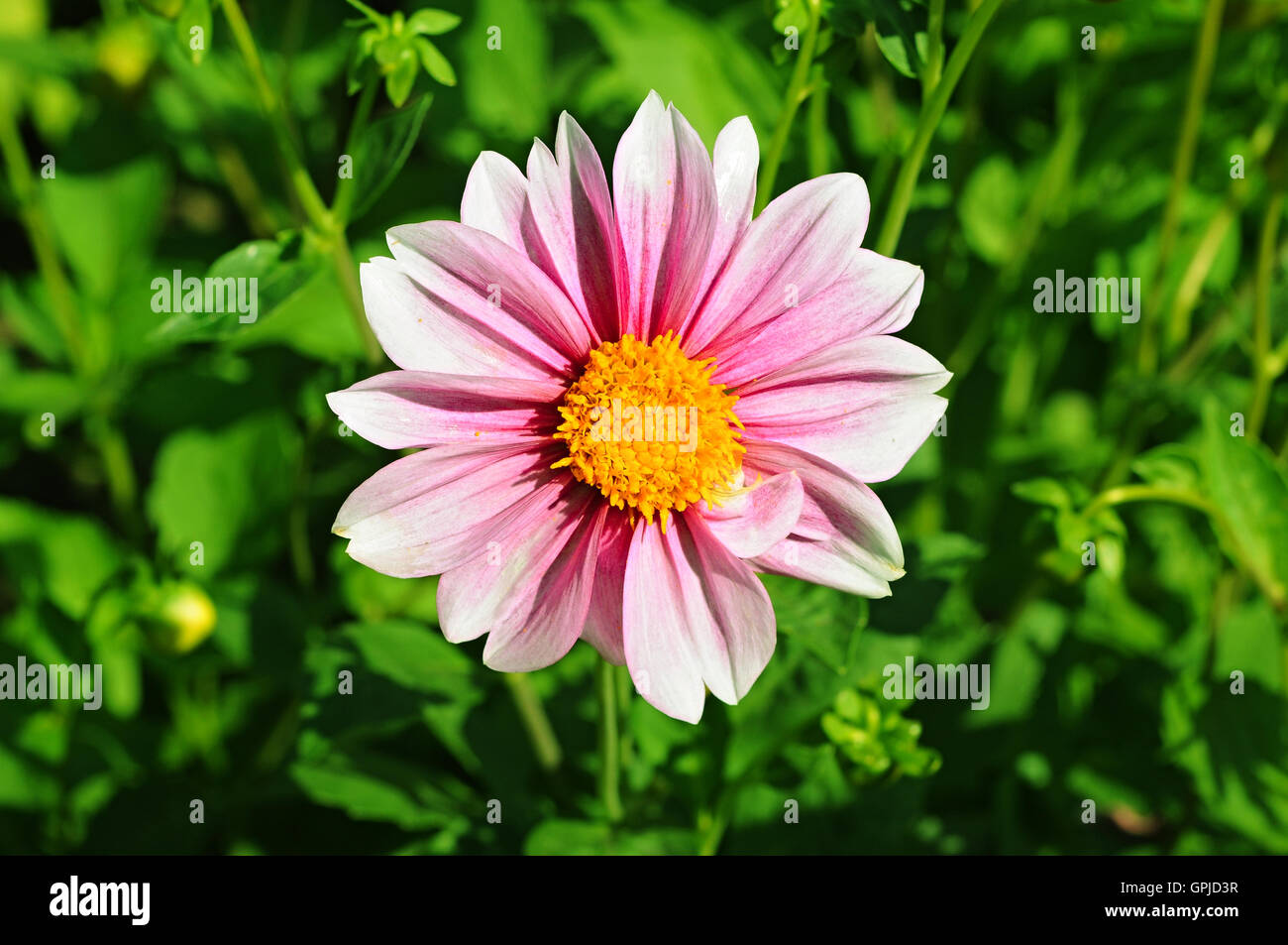 Rosa Dahlie Blüte mit gelber Mitte über grünen Rasen Stockfoto