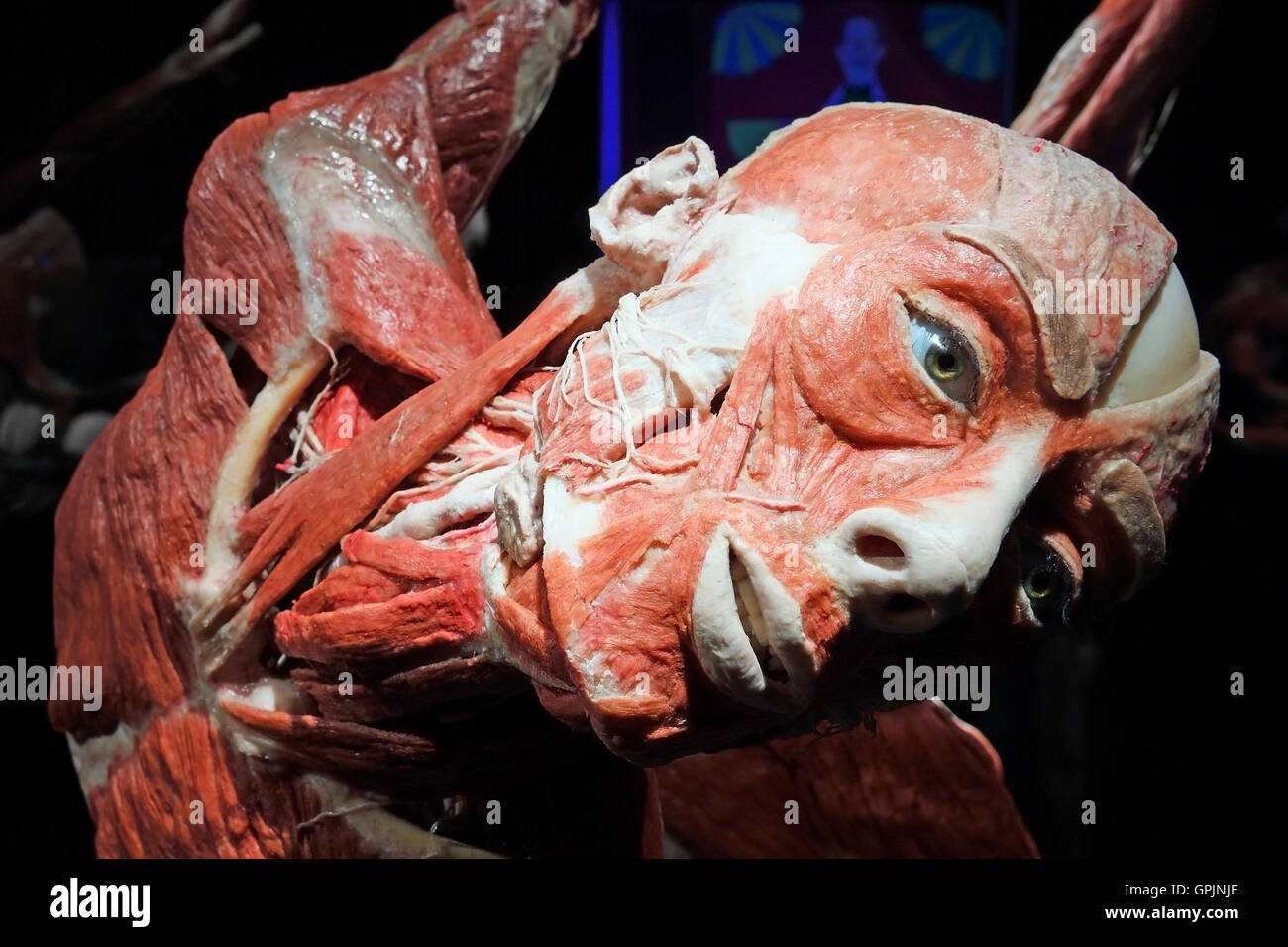 Aceton, weiblichen menschlichen Kopf, Körperwelten, Menschen-Museum, Berlin, Deutschland Stockfoto