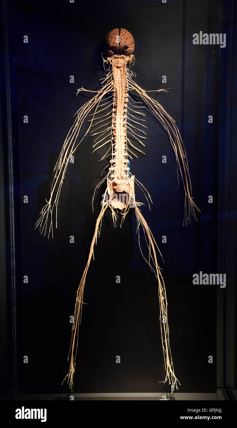 Aceton, menschlicher Körper, Nervensystem, Körperwelten, Menschen-Museum,  Berlin, Deutschland Stockfotografie - Alamy