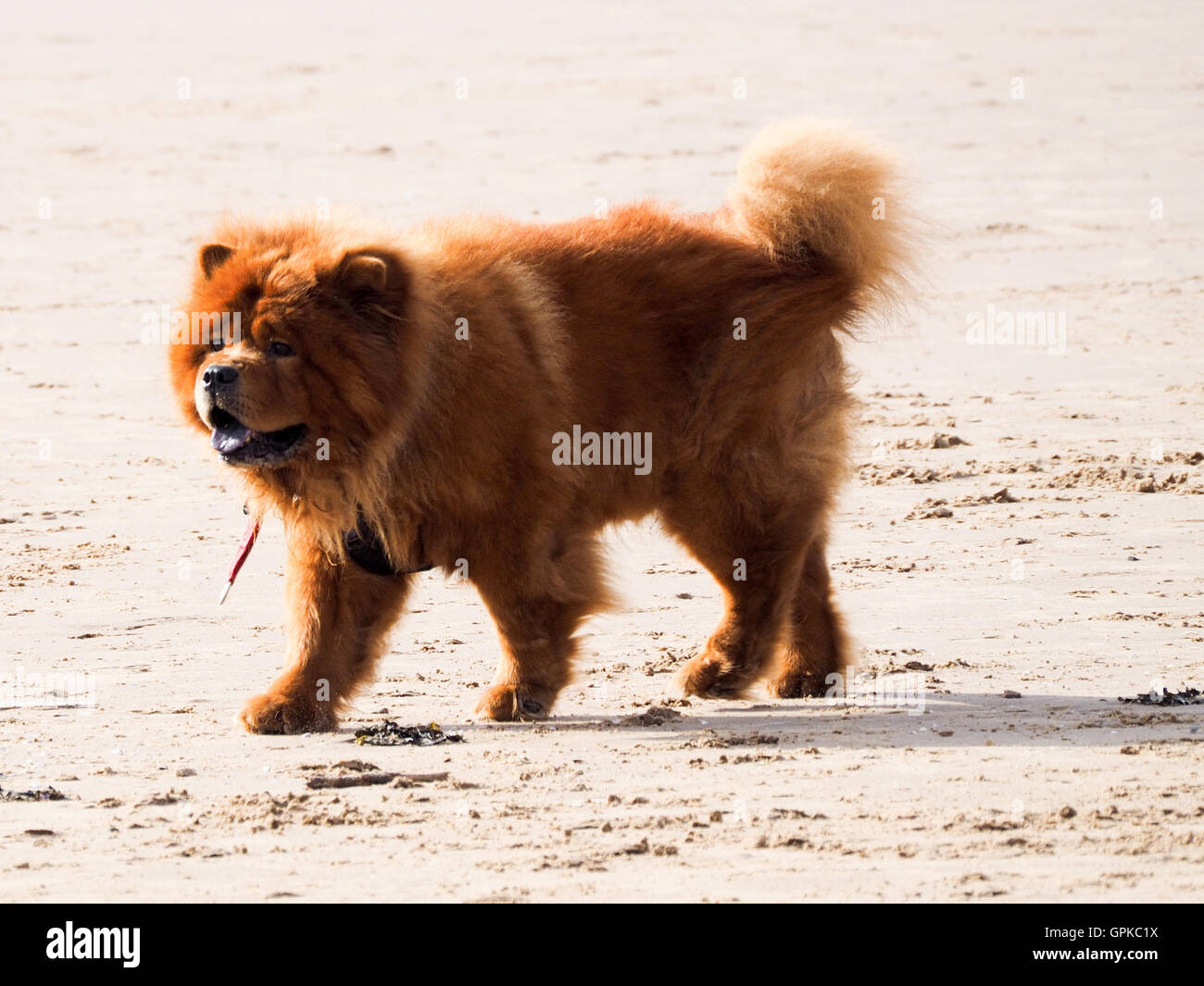 Ainsdale Strand, Merseyside, England. 4. September 2016. Das Wetter. Warmen sonnigen Abend am Ainsdale Strand Merseyside. UK 4. September 2016.  Alan Edwards/Alamy Live-Nachrichten Stockfoto