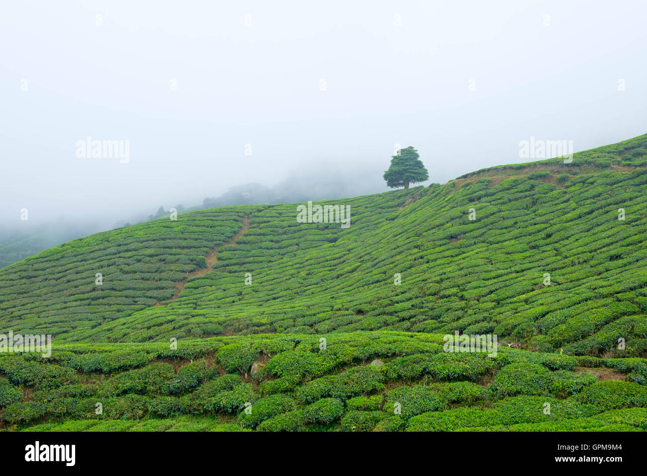 Blick auf Tal mit Teeplantagen fallenden Nebel in den Cameron Highlands, Malaysia. Stockfoto