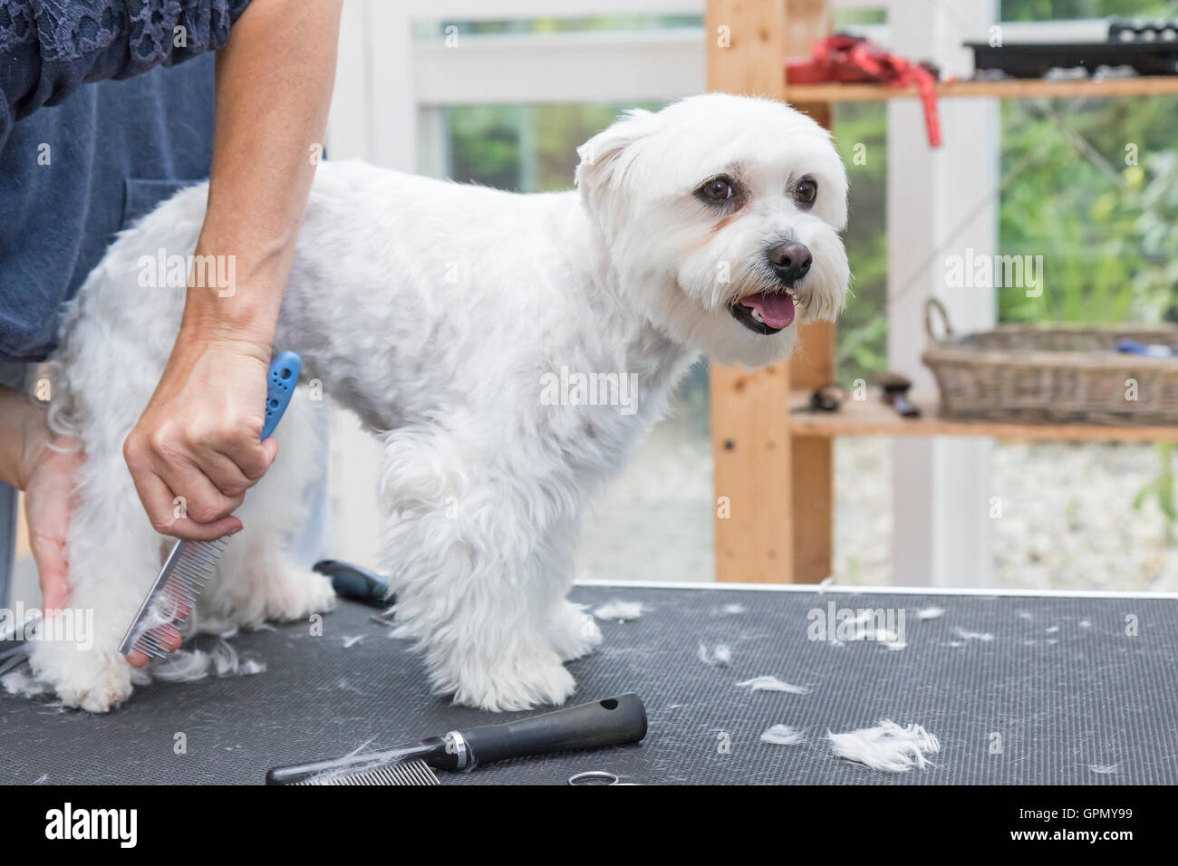 Hintere Bein stehen weiße Malteser Hund kämmen. Ein weiterer Kamm liegt auf dem Trimmtisch