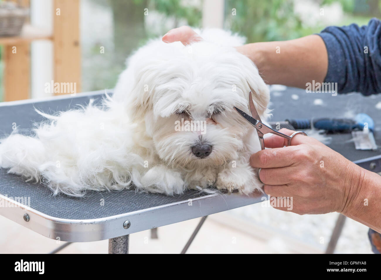 Pflege der Leiter der weißen Malteser Hund Scheren. Der Hund ist neben
