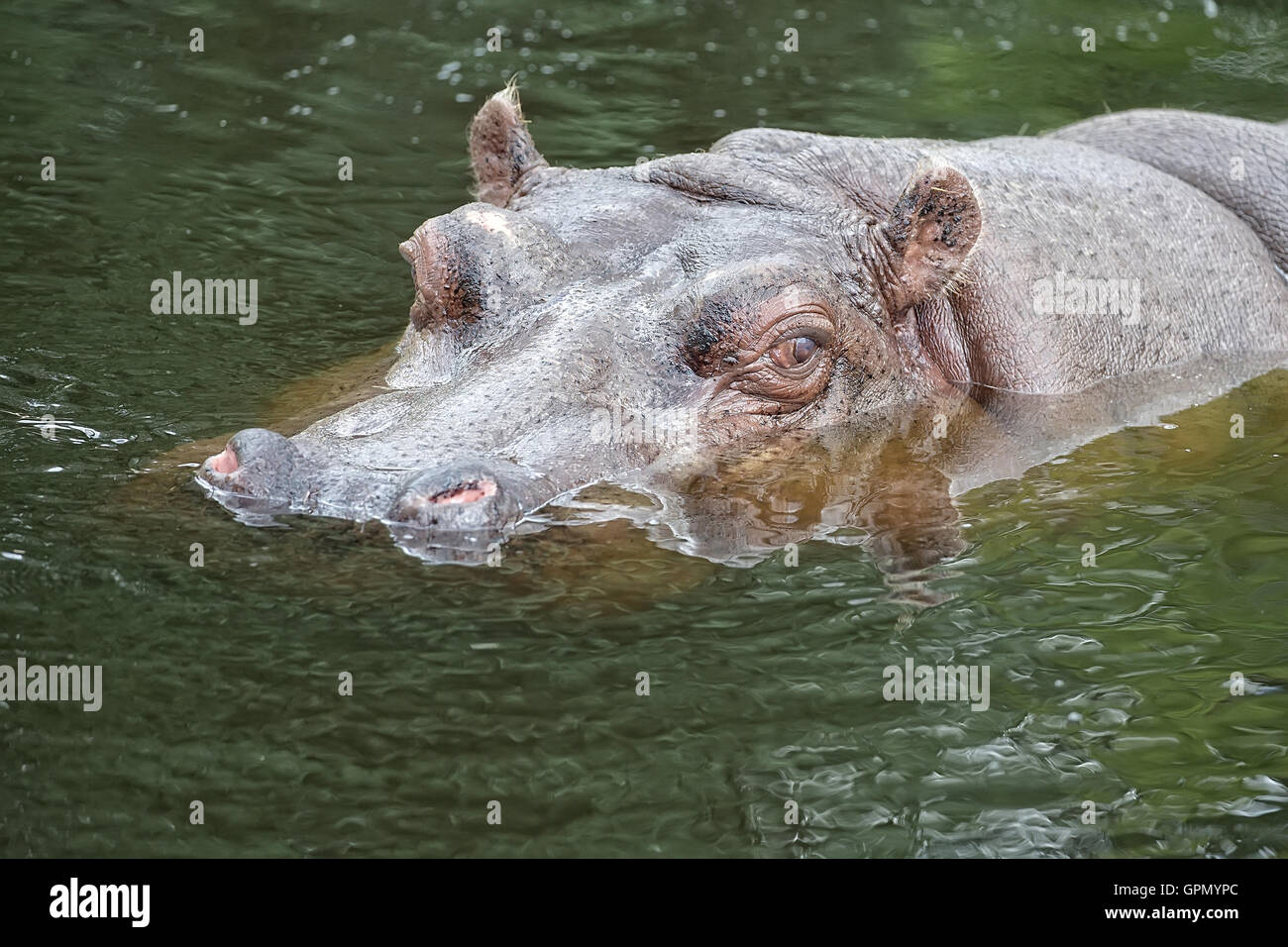 Nilpferd im Wasser in freier Wildbahn Stockfoto